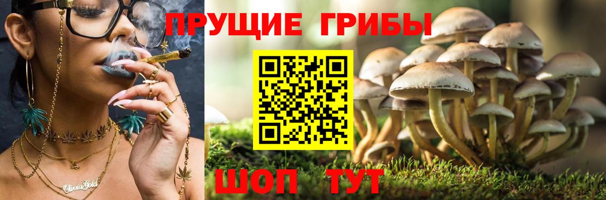 Псилоцибиновые грибы GOLDEN TEACHER  Псилоцибиновые грибы MAGIC MUSHROOMS  Электросталь  Вход с VPN 